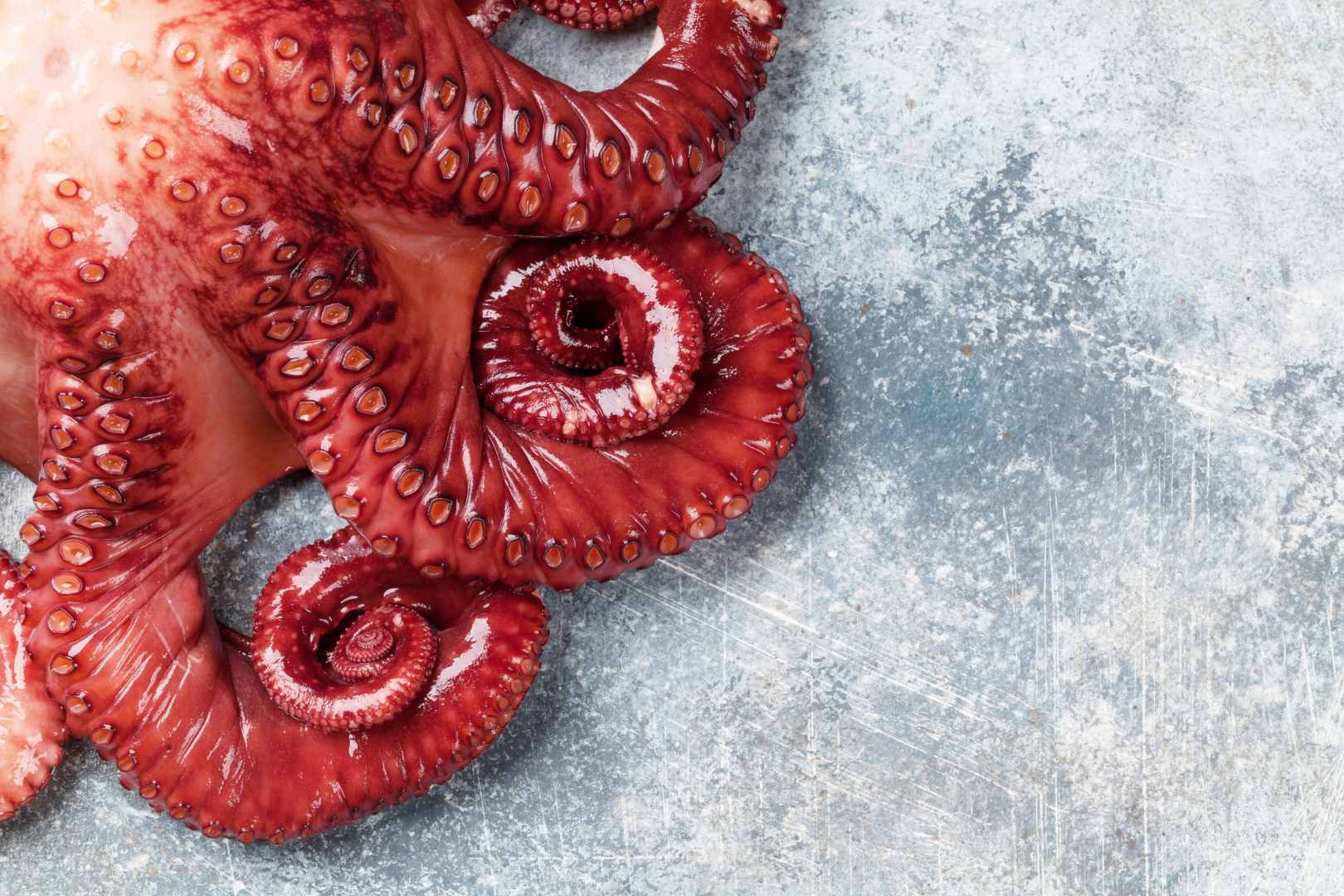 mejor forma de presentar pulpo cocido en tu restaurante