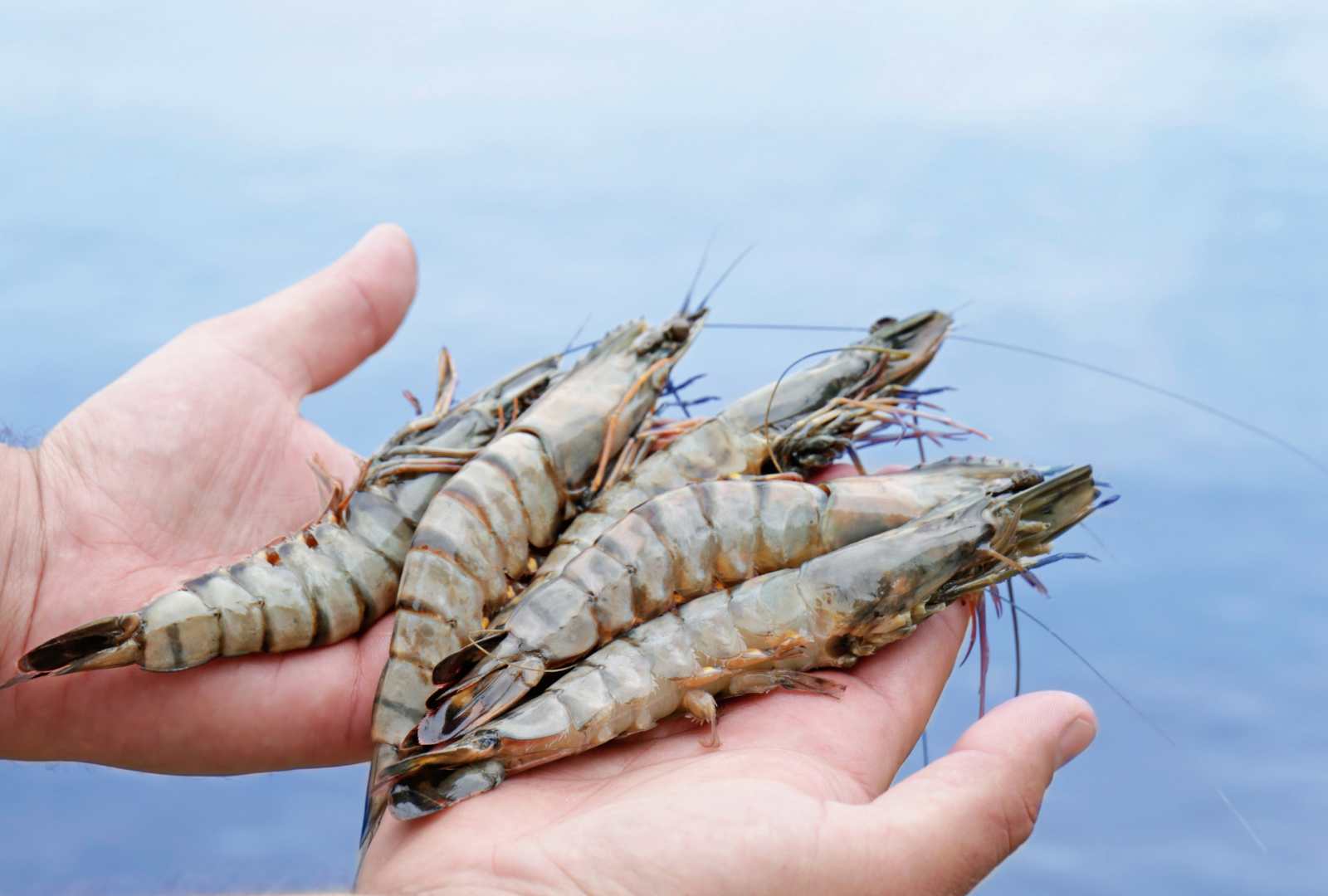 Diferencias culinarias y propiedades entre gamba, langostino y quisquillas